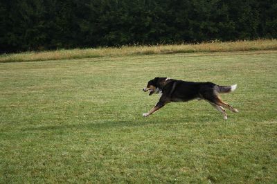 Schutterwald_2009