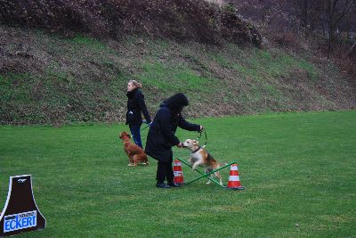 UebungsbetriebWelpenJunghunde_2009