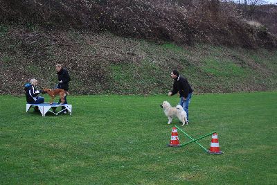 UebungsbetriebWelpenJunghunde_2009