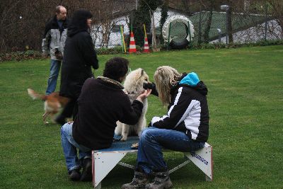 UebungsbetriebWelpenJunghunde_2009