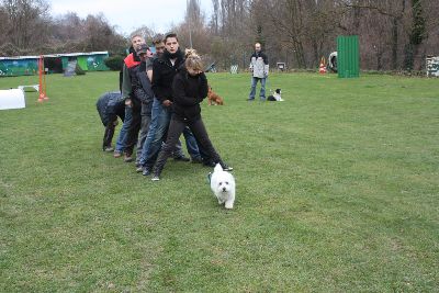 UebungsbetriebWelpenJunghunde_2009
