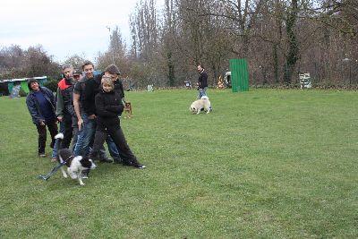 UebungsbetriebWelpenJunghunde_2009