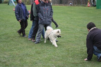 UebungsbetriebWelpenJunghunde_2009