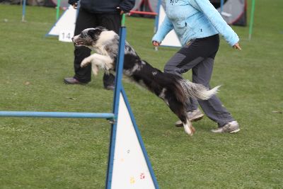 Agility-Turnier_2011