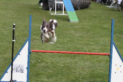 Agility-Turnier_2011