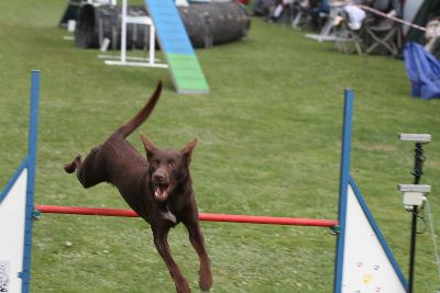 Agility-Turnier_2011