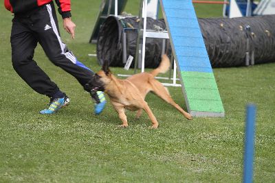 Agility-Turnier_2011