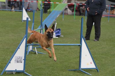 Agility-Turnier_2011