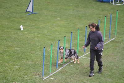 Agility-Turnier_2011