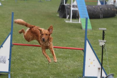 Agility-Turnier_2011