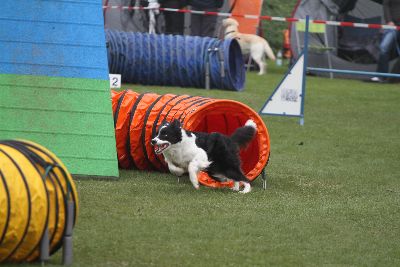 Agility-Turnier_2011