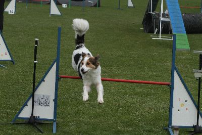 Agility-Turnier_2011
