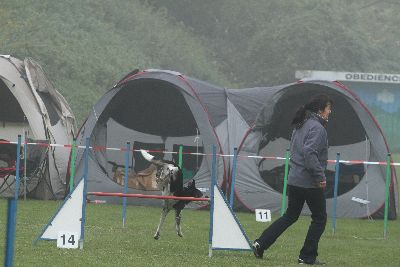 Agility-Turnier_2011